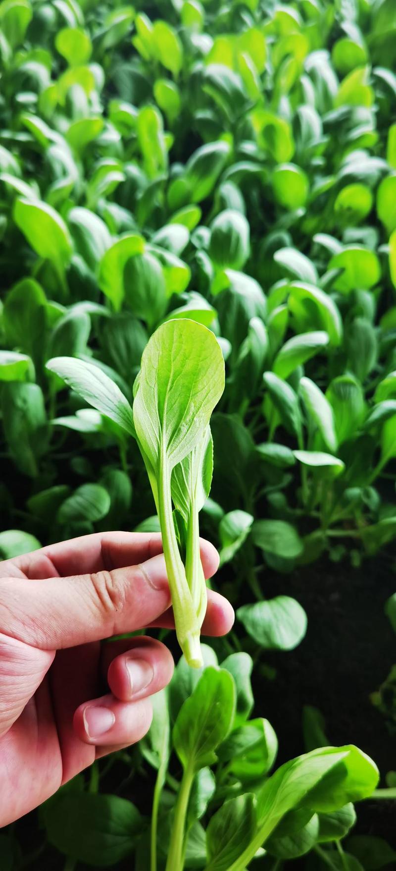 奶白菜鹤斗白鸡毛菜