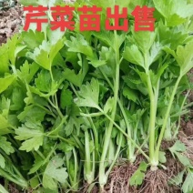 大量芹菜苗出售