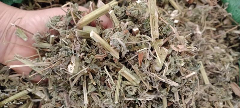 益母草