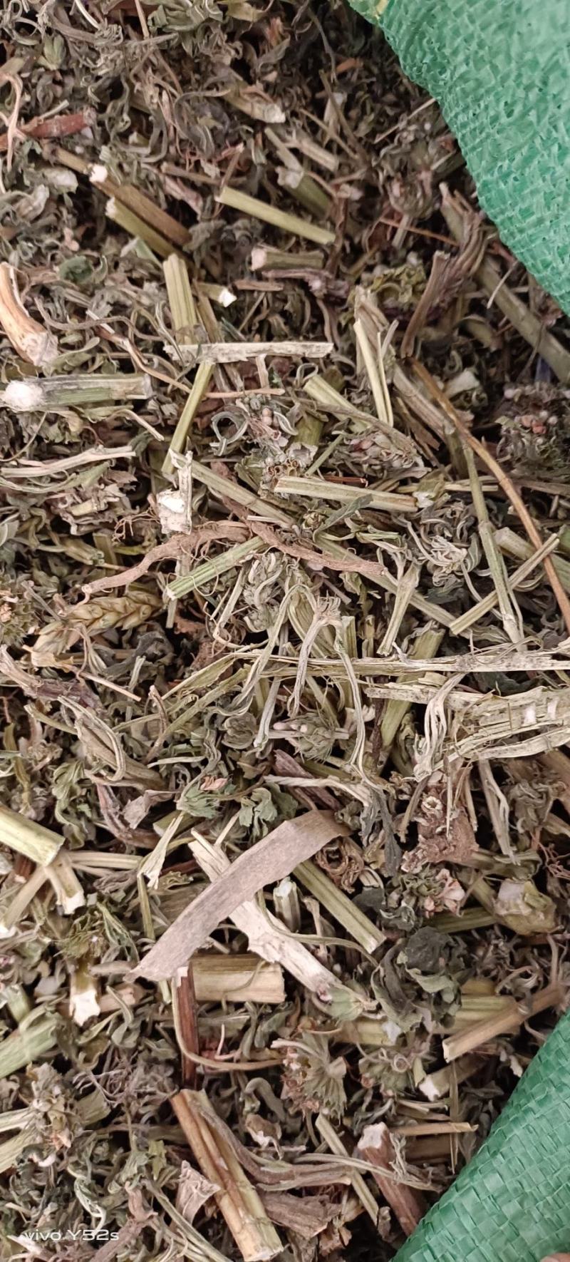 益母草