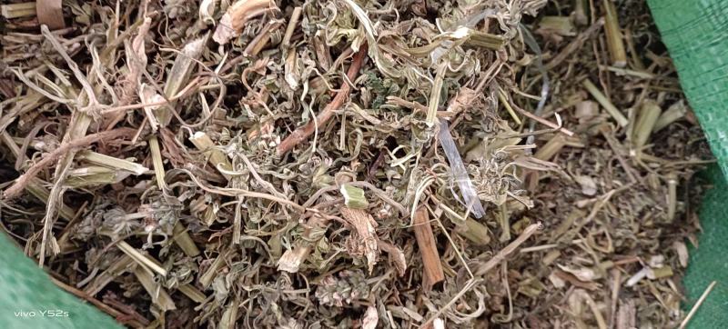 益母草