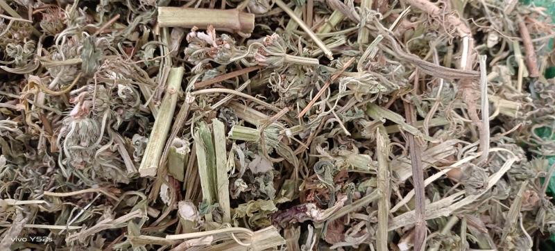 益母草