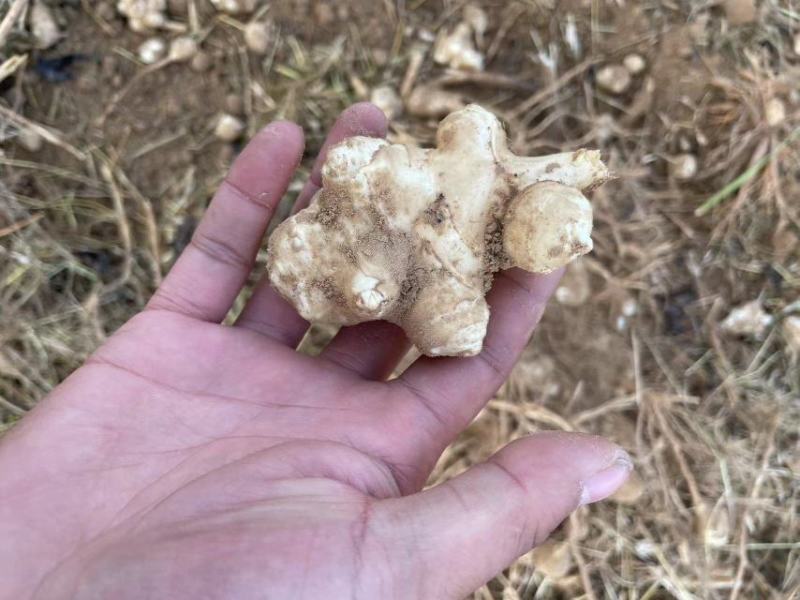【推荐】河南灵宝洋姜大量供应鲜货直发品质保证欢迎致电