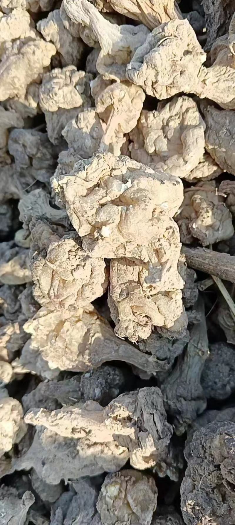 【推荐】河南灵宝洋姜大量供应鲜货直发品质保证欢迎致电