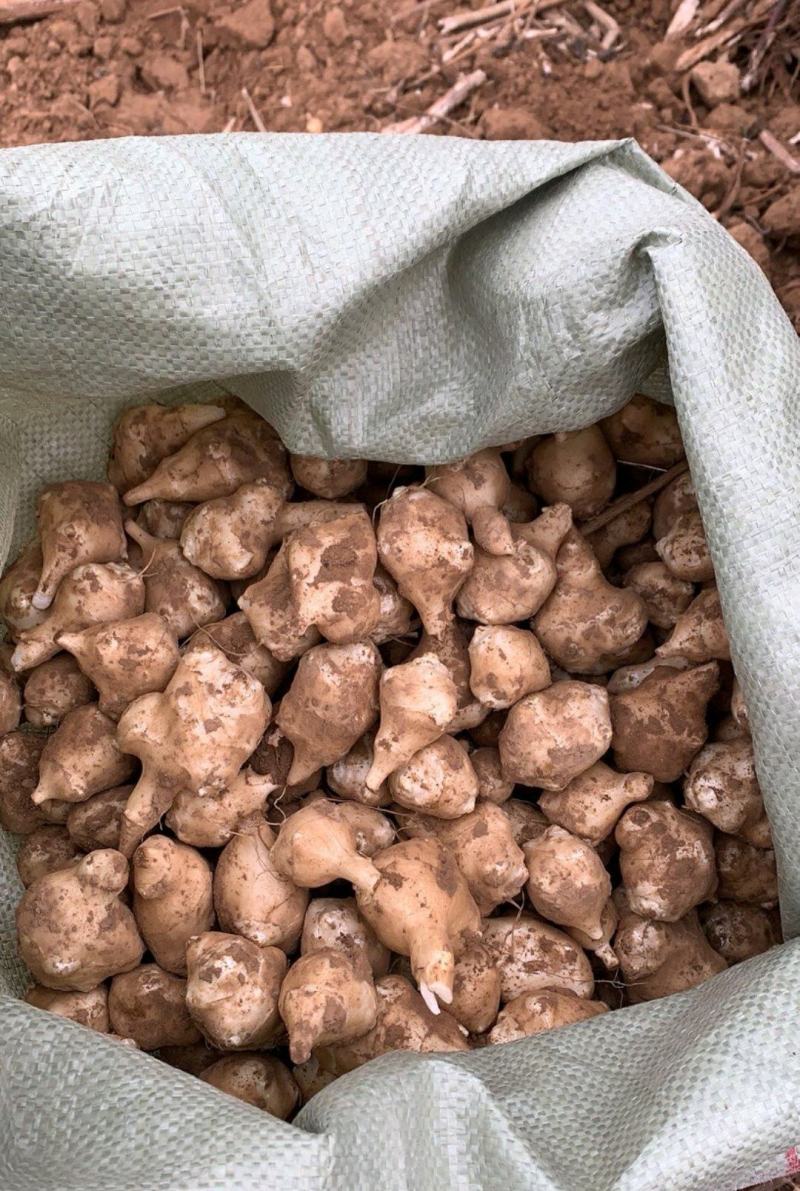 【推荐】河南灵宝洋姜大量供应鲜货直发品质保证欢迎致电