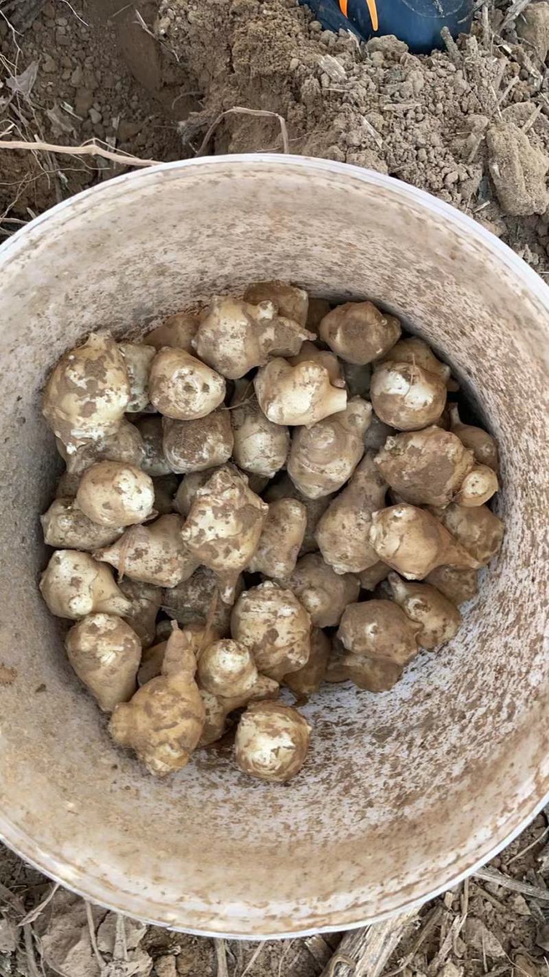 【推荐】河南灵宝洋姜大量供应鲜货直发品质保证欢迎致电