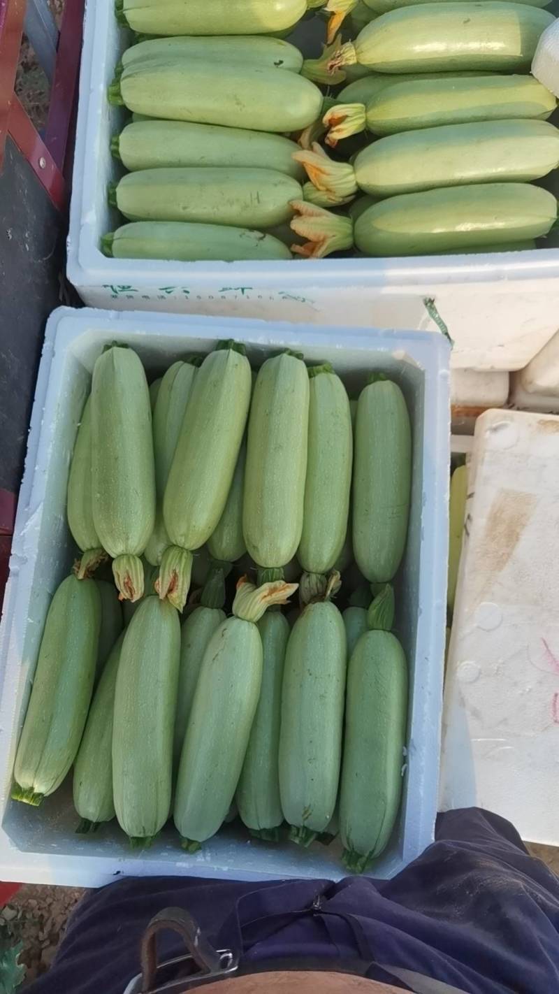 优质绿皮西葫芦正在上市中望各位客户前来考察采购