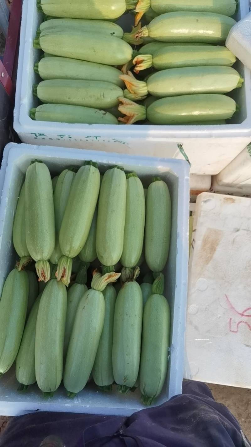 优质绿皮西葫芦正在上市中望各位客户前来考察采购