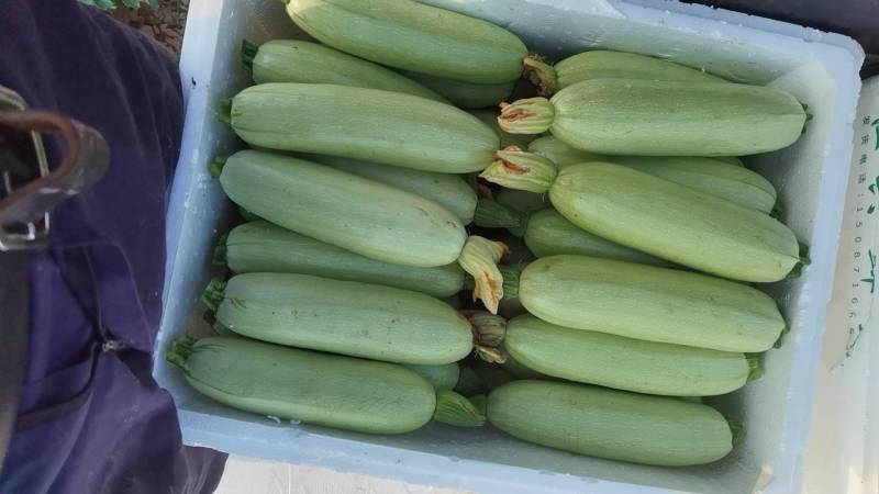 优质绿皮西葫芦正在上市中望各位客户前来考察采购