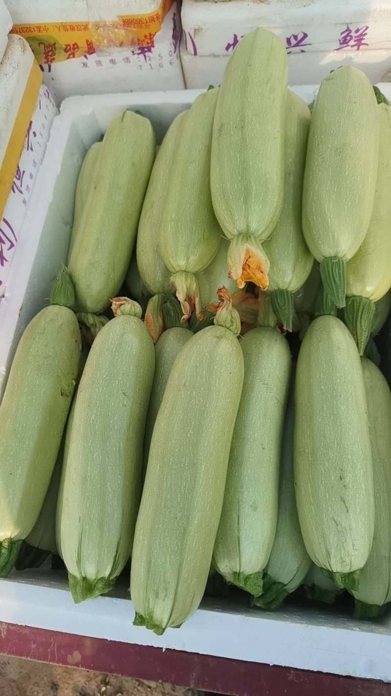 优质绿皮西葫芦正在上市中望各位客户前来考察采购