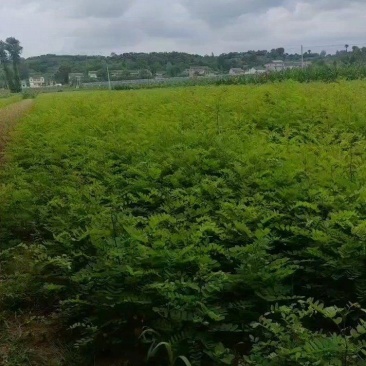 槐树，刺槐苗1—3年生香花槐，可实地看货，视频看货包上车