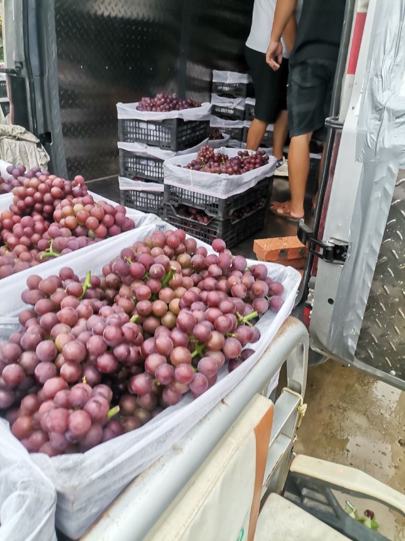 巨峰葡萄，大量上市欢迎新老客户