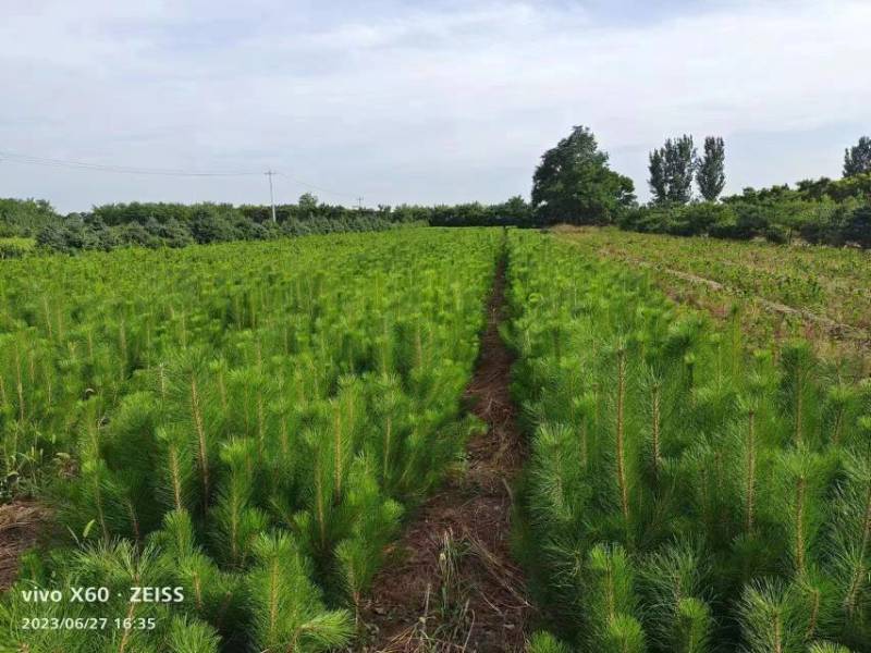 槐树，刺槐苗1—3年生香花槐，可实地看货，视频看货包上车