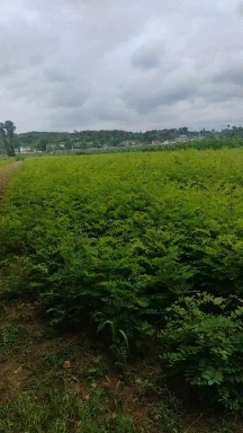 槐树，刺槐苗1—3年生香花槐，可实地看货，视频看货包上车