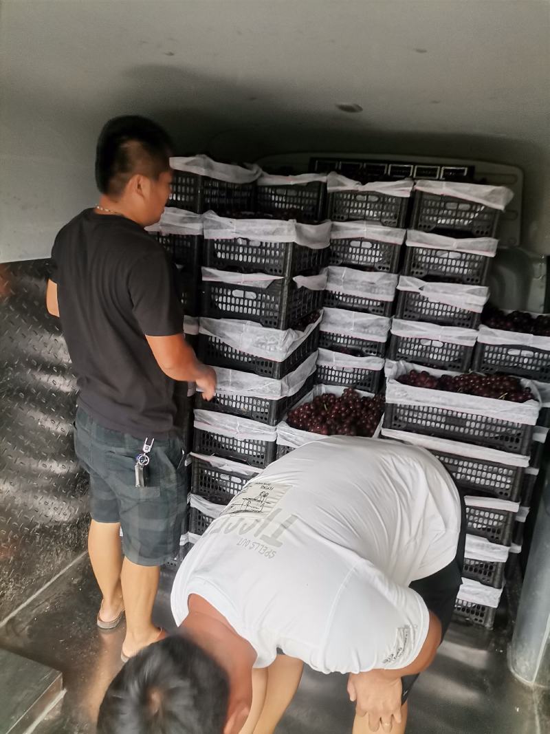 巨峰葡萄，大量上市欢迎新老客户