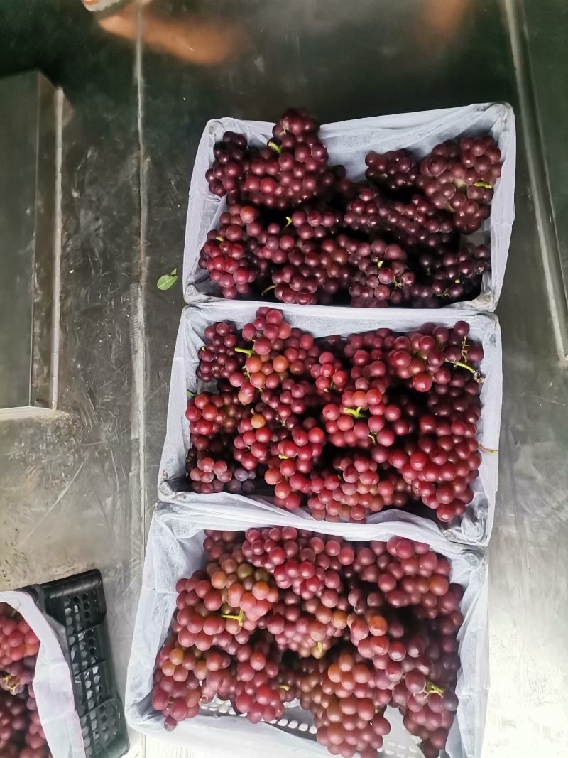 巨峰葡萄，大量上市欢迎新老客户
