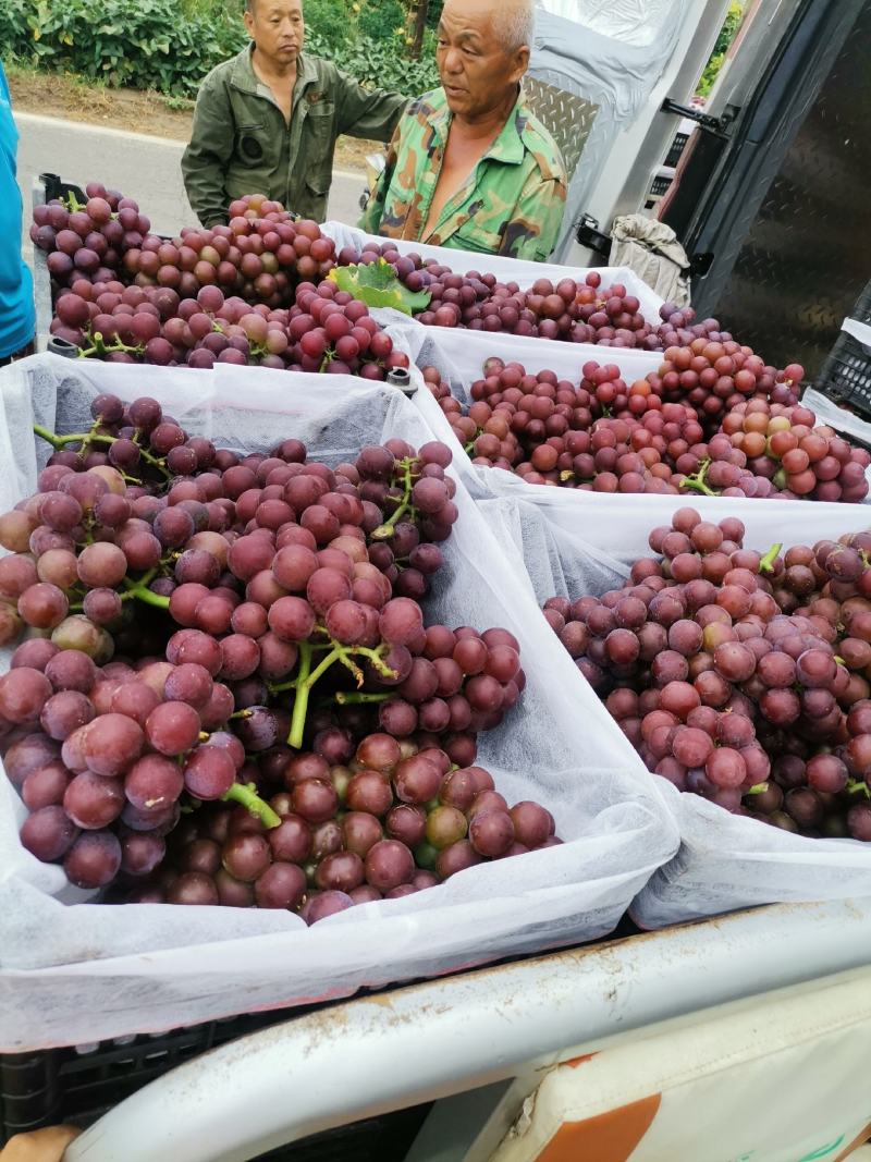 巨峰葡萄，大量上市欢迎新老客户