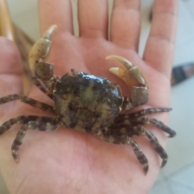 石杂蟹石头蟹蟹子小花蟹
