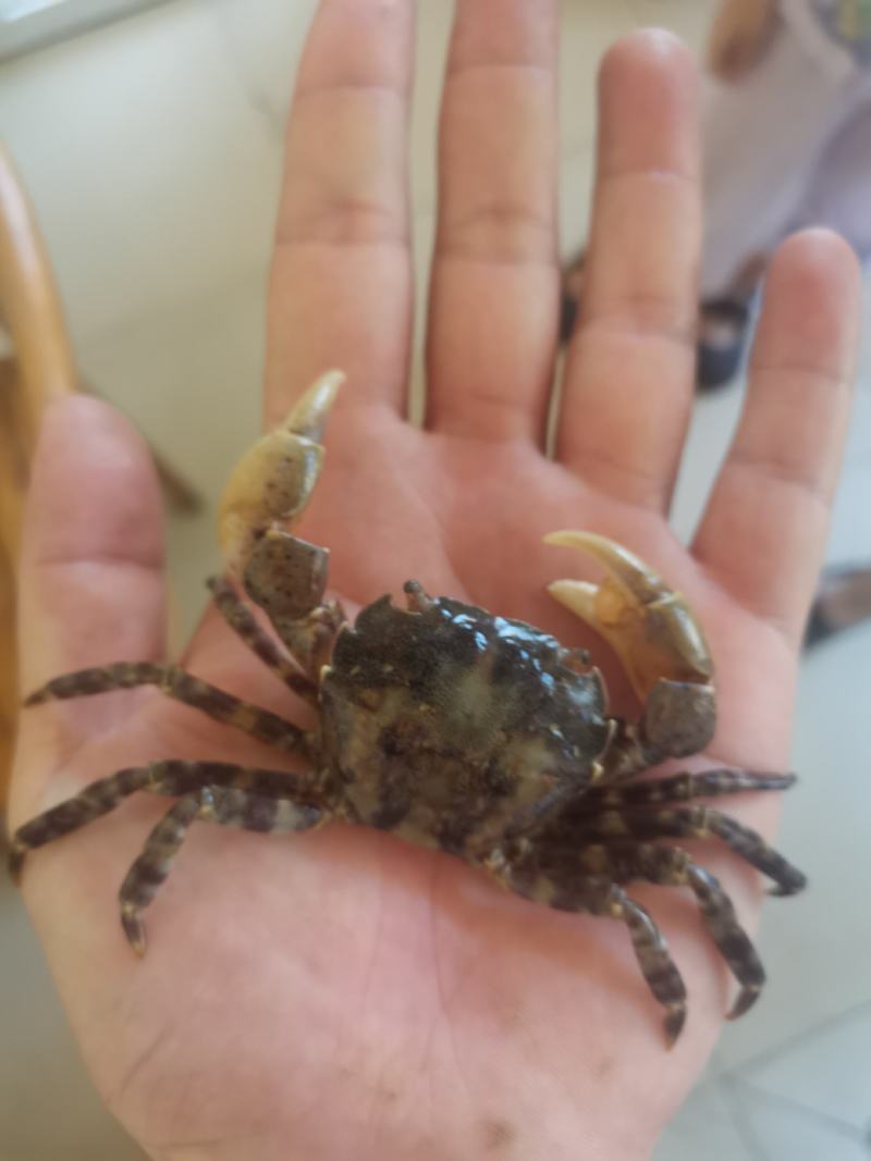 石杂蟹石头蟹蟹子小花蟹