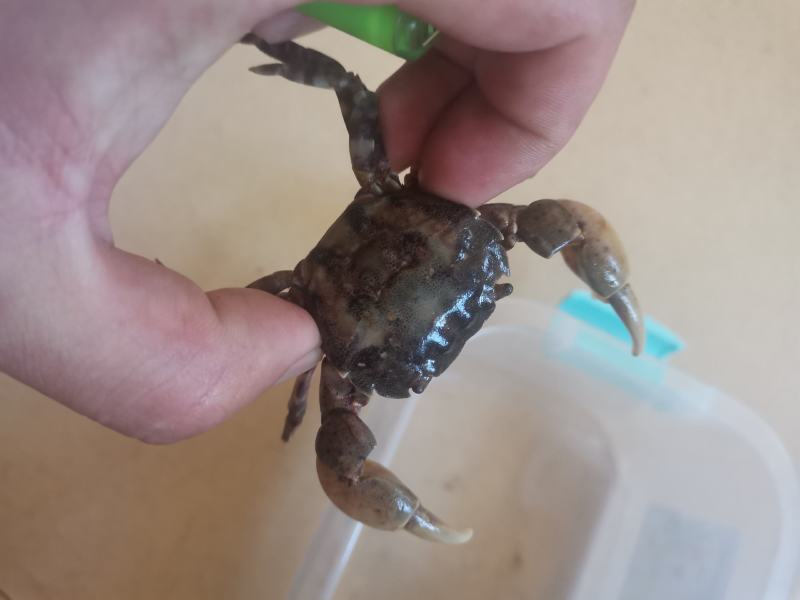 石杂蟹石头蟹蟹子小花蟹