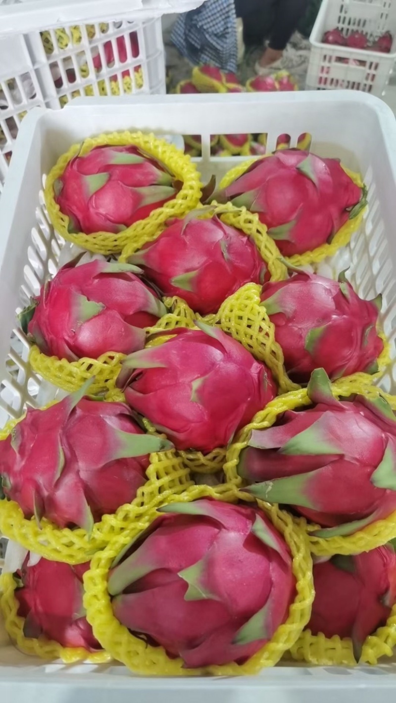 红心火龙果