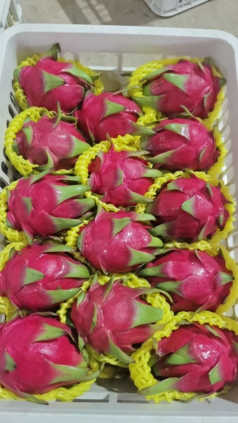 红心火龙果
