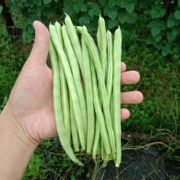 精品四季豆，做各种品级、包装！欢迎大家选购。