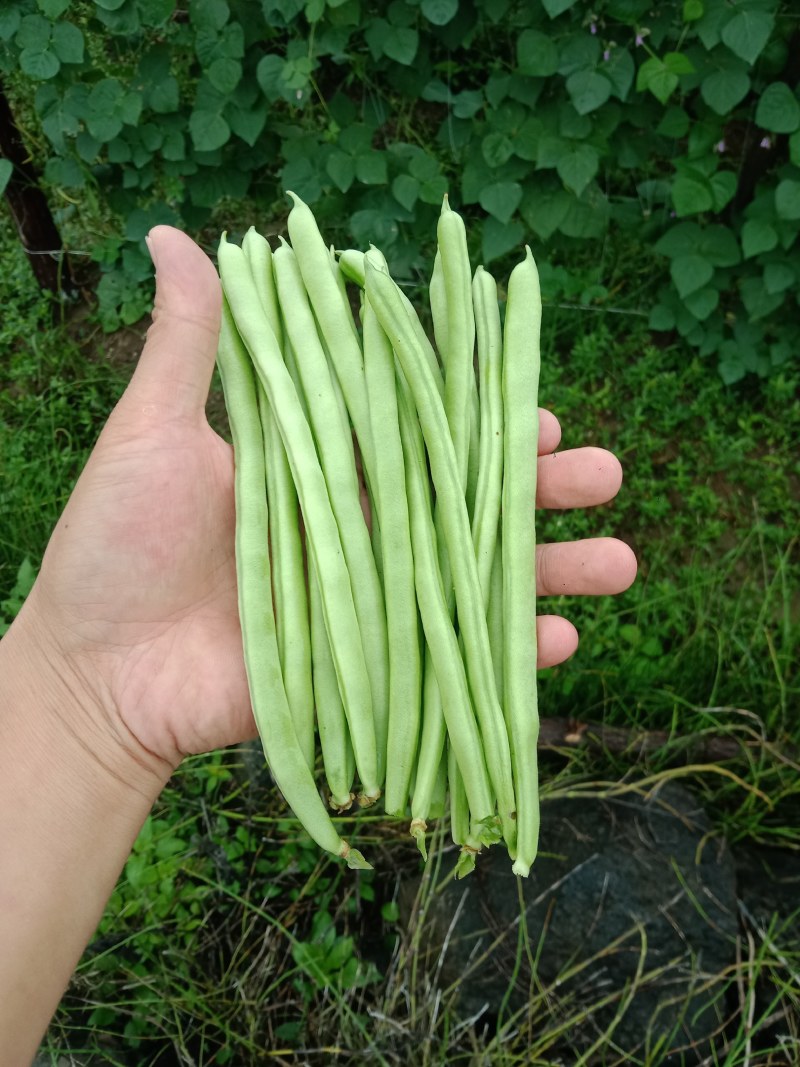 精品四季豆，做各种品级、包装！欢迎大家选购。