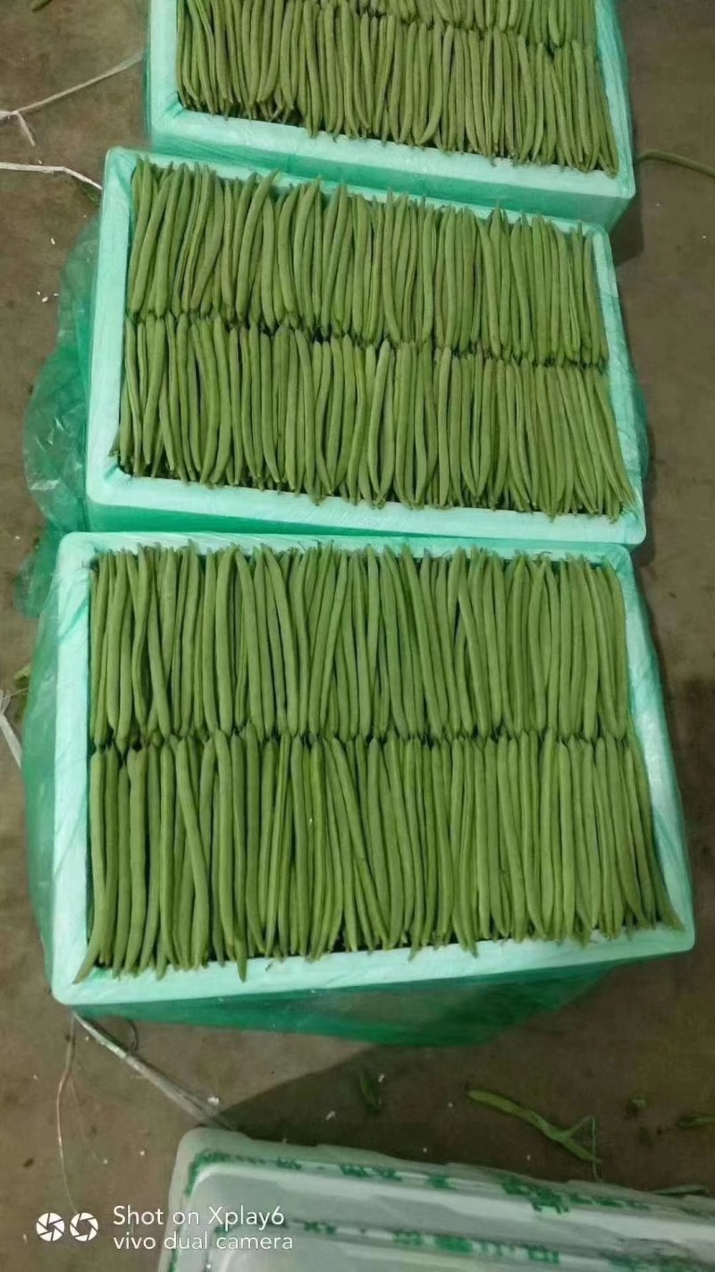 精品四季豆，做各种品级、包装！欢迎大家选购。