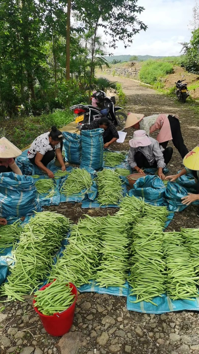 精品四季豆，做各种品级、包装！欢迎大家选购。
