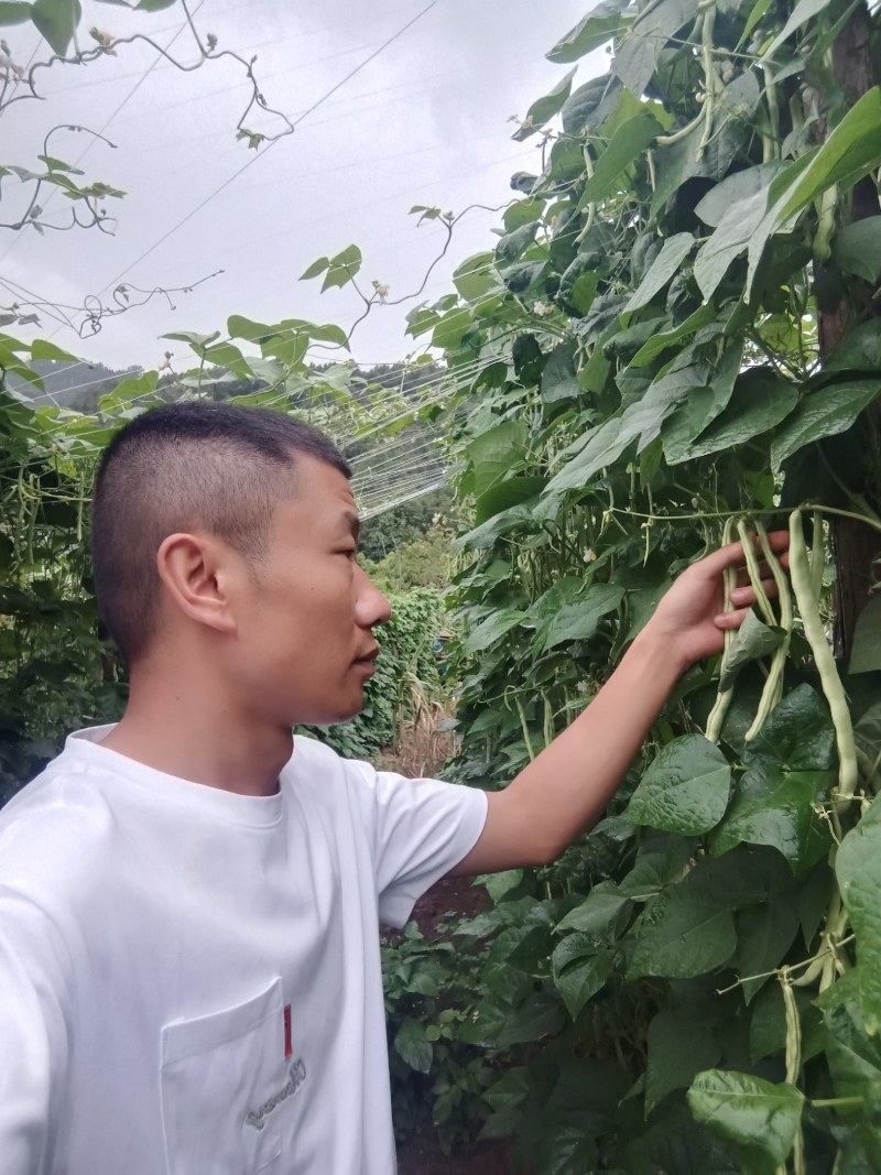 精品四季豆，做各种品级、包装！欢迎大家选购。