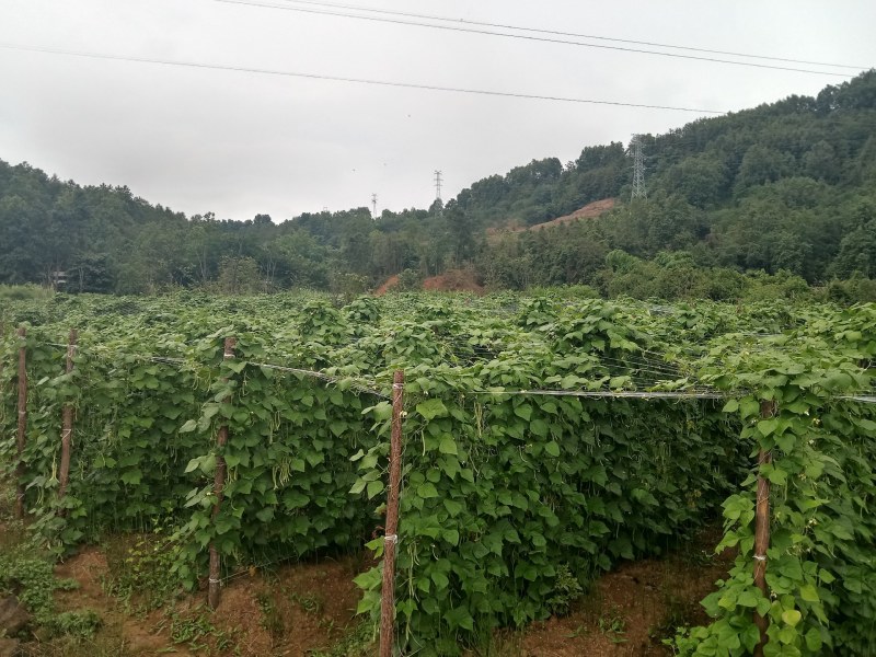 精品四季豆，做各种品级、包装！欢迎大家选购。