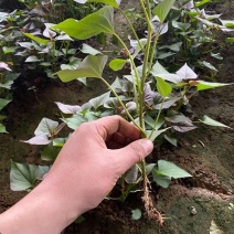 广东实验脱毒烟薯红薯苗易种植高产基地直供欢迎来电