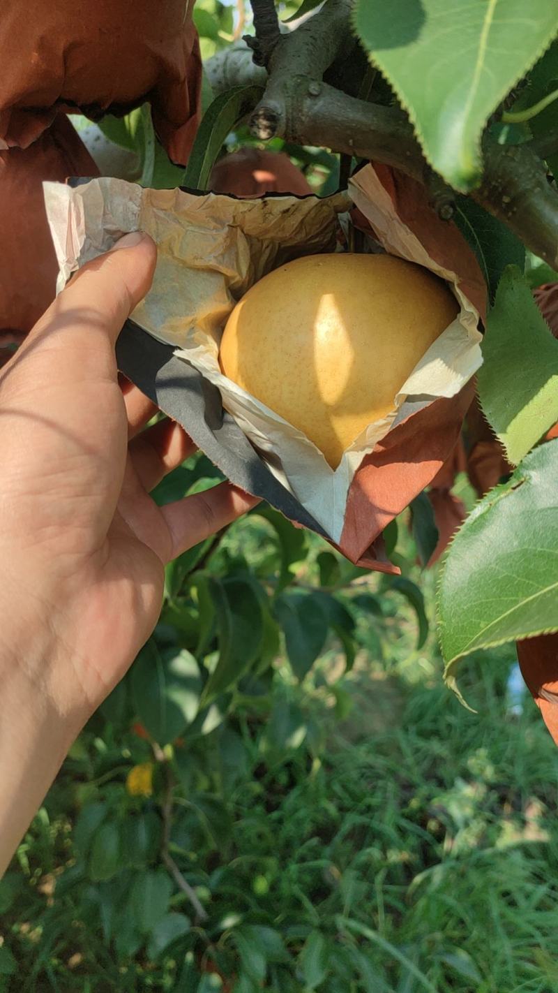 【牛商推荐】精品秋月梨产地直发一手货源全国发货