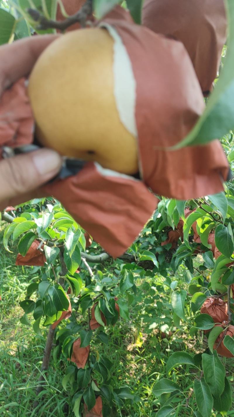 【牛商推荐】精品秋月梨产地直发一手货源全国发货