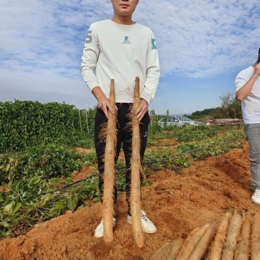 广西白鬼山药,黑鬼大量上市了,可供市场,社区团购,电商,