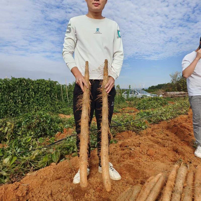 广西白鬼山药，黑鬼大量上市了，可供市场，社区团购，电商，