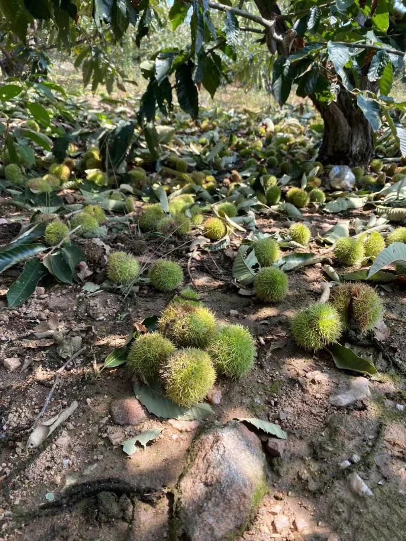 源头泰山板栗承接电商一件代发商超社团收购商合作保证品质