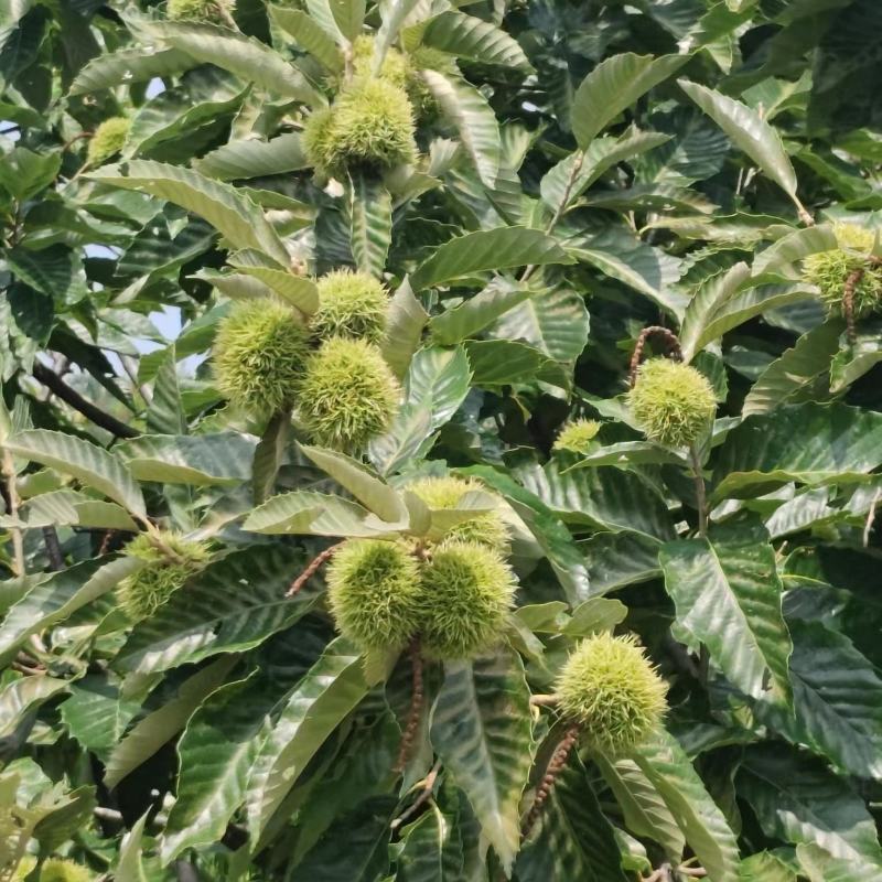 源头泰山板栗承接电商一件代发商超社团收购商合作保证品质