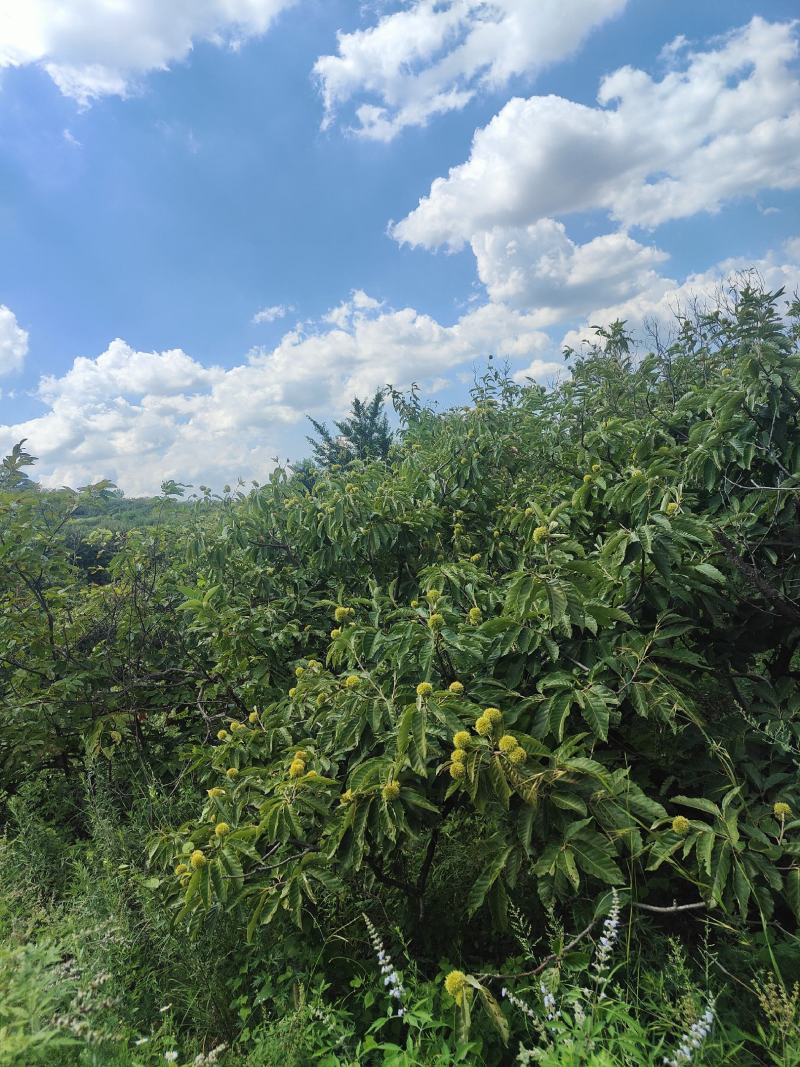 源头泰山板栗承接电商一件代发商超社团收购商合作保证品质