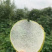 【精选华山梨】华山梨山东精选梨产地直供对接商超市场电联