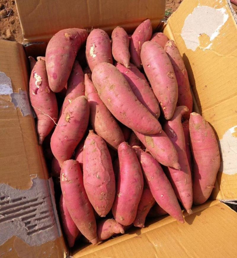 河南开封尉氏精品西瓜红红薯窖藏大吨位质量好货源充足