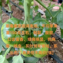 ！草莓番茄——秋之恋。耐裂脆甜，抗病毒能力比较好