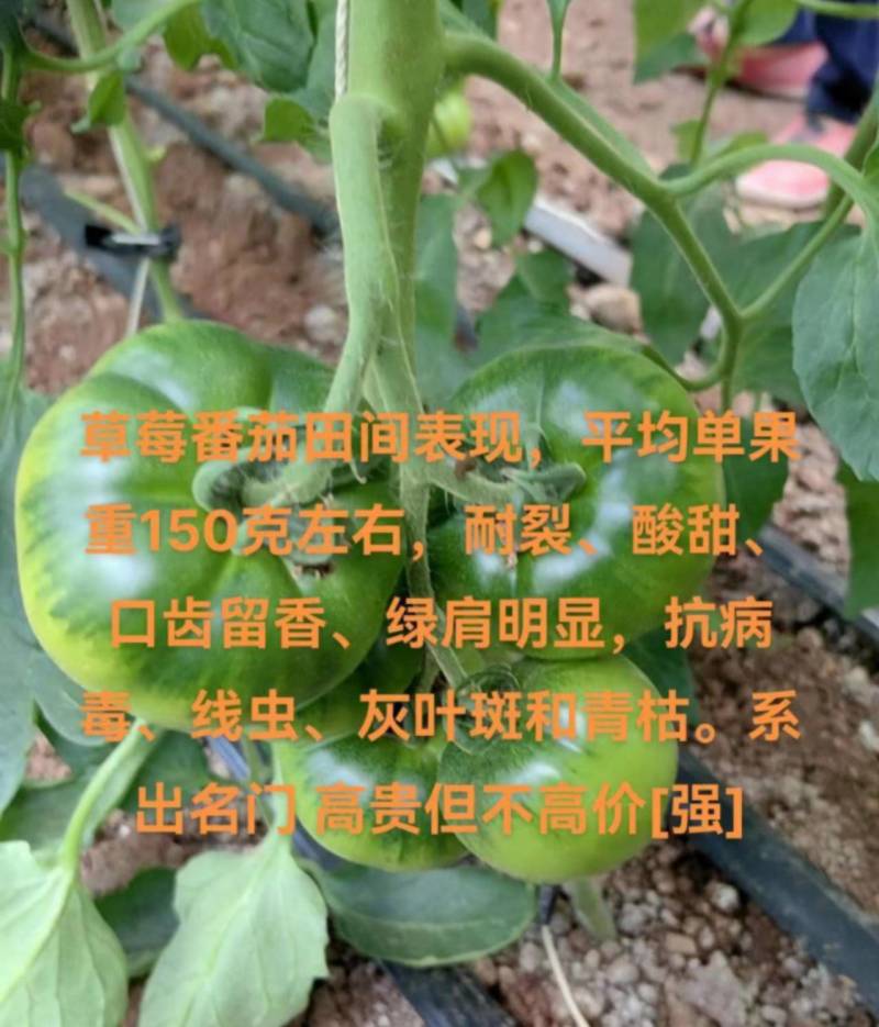 包邮！草莓番茄——秋之恋。耐裂起沙口感，抗TY病毒