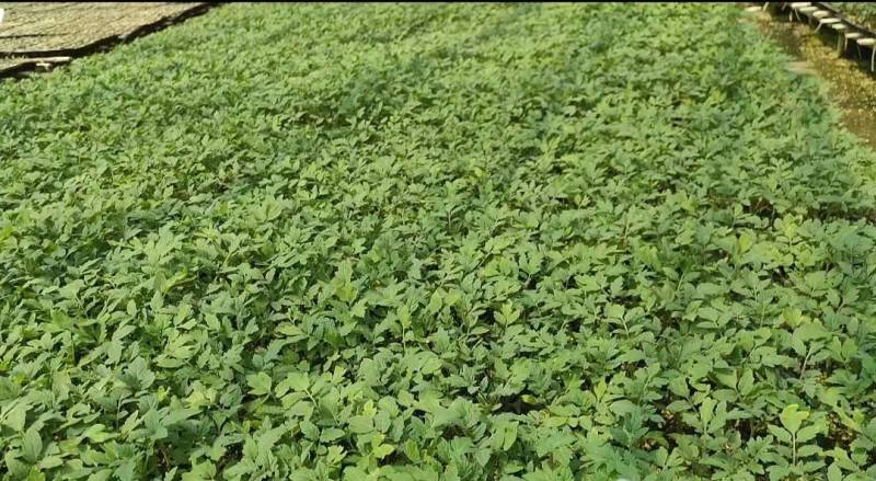 包邮！草莓番茄——秋之恋。耐裂起沙口感，抗TY病毒