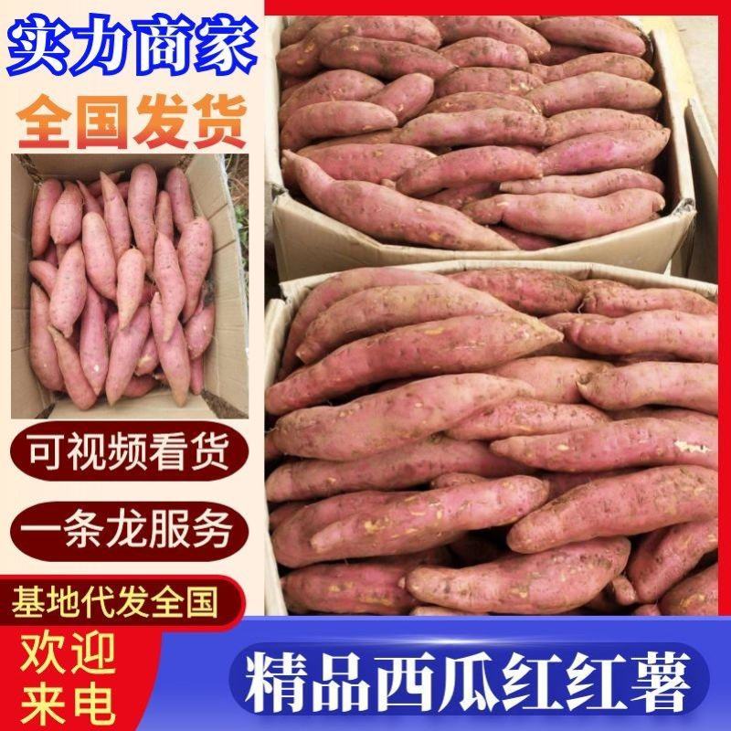 河南红薯开封尉氏沙土地西瓜红红薯产地批发价格便宜
