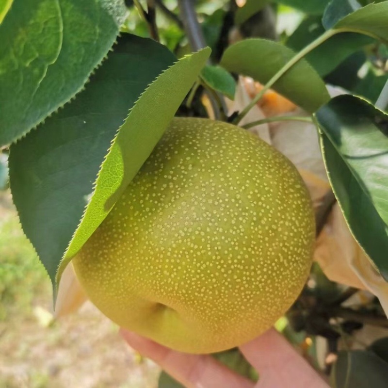 精品梨山东华山梨大量上市产地直供电商货对接社区团购