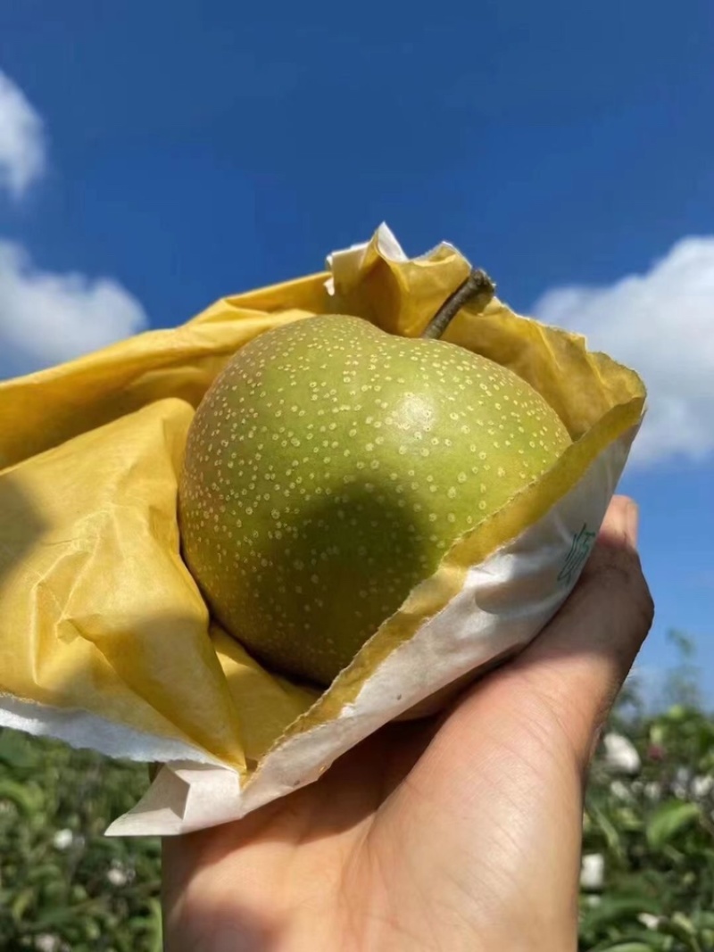 精品梨山东华山梨大量上市产地直供电商货对接社区团购