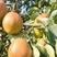 [热卖中]红香酥梨大量上市品质保证产地直发价格美丽欢迎来