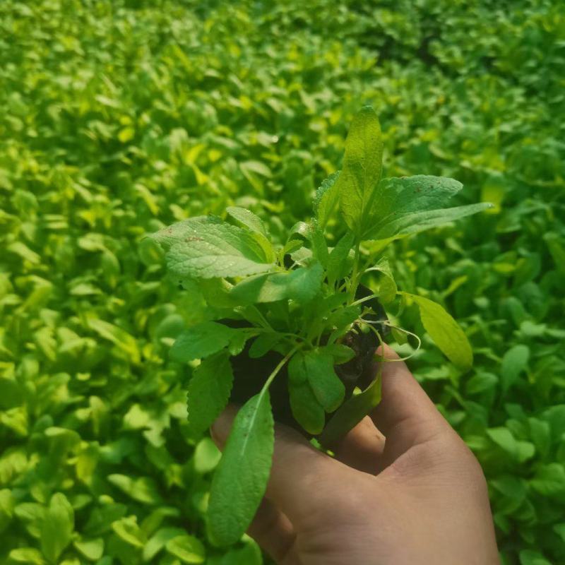 鼠尾草，地被鼠尾草，多年生耐旱草本，自产自销